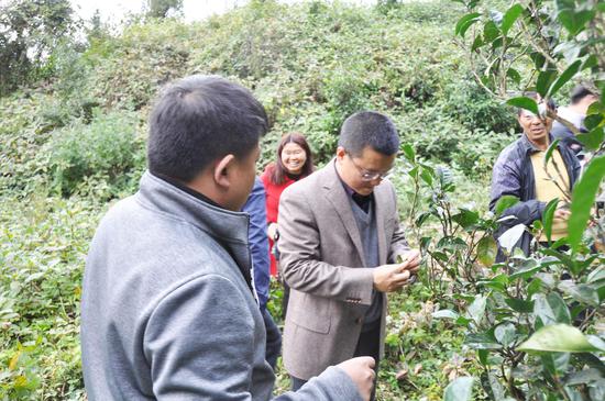 调研纸厂古树茶保护情况