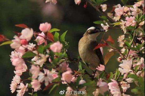 (图片@微信公众号上善建水)