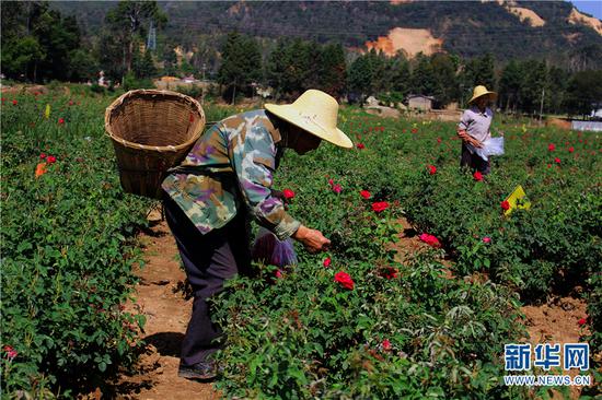 当地村民正在采摘食用玫瑰