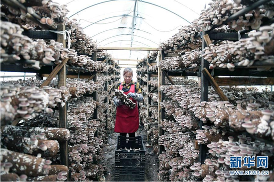 云南寻甸羊街镇甸心村农民在种植大棚采收食用菌 摄影/新华社记者杨宗友