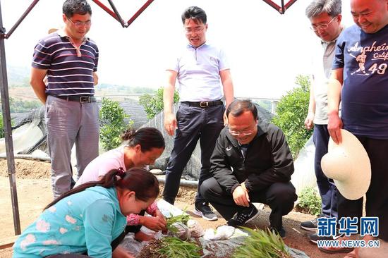 保山市长杨军(右三)到百花中药材种植基地调研