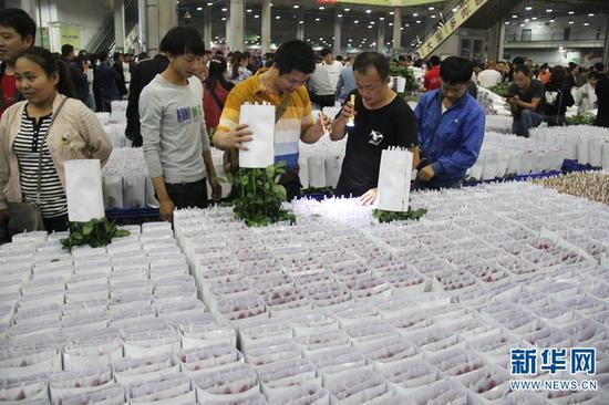 新华网 念新洪 摄