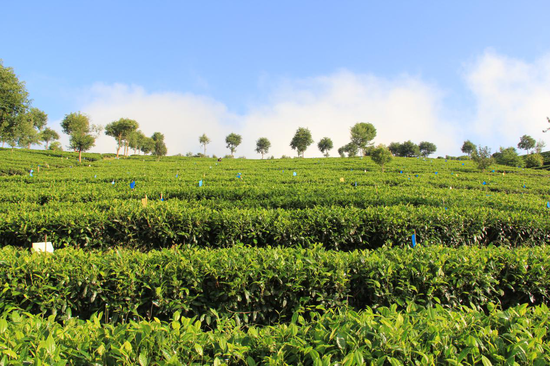 有机茶园