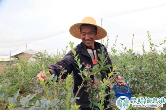 蒋轩明和他的高山蓝莓