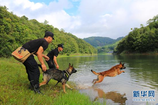 训导员带警犬进行游泳训练,增强警犬体能。(新华网 罗春明 摄)