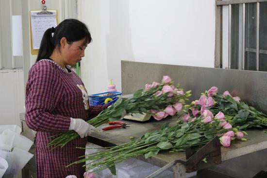 工人正在包装洋桔梗鲜切花