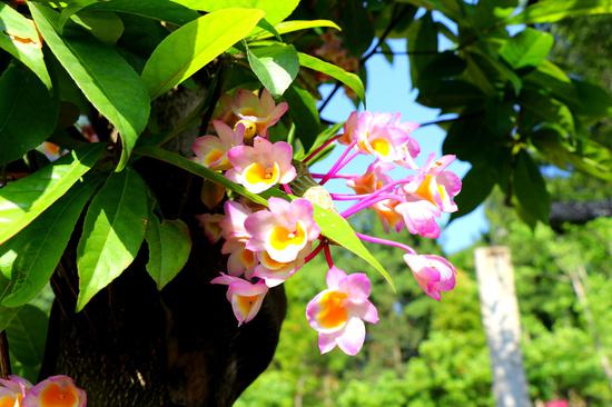 “绿叶掩花花更艳 却疑树花同根生 ” 徐静摄