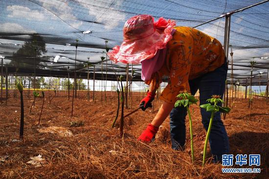 为重楼除草的药农。新华网 赵普凡 摄
