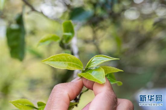 6月13日拍摄的布朗山布朗族乡老曼峨村的古树茶。 新华社记者 胡超 摄