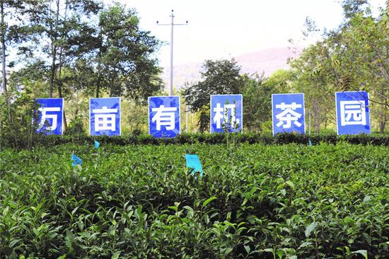 万亩茶园