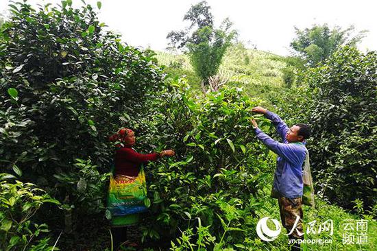 岩恩罗和妻子正在自家茶园里采茶