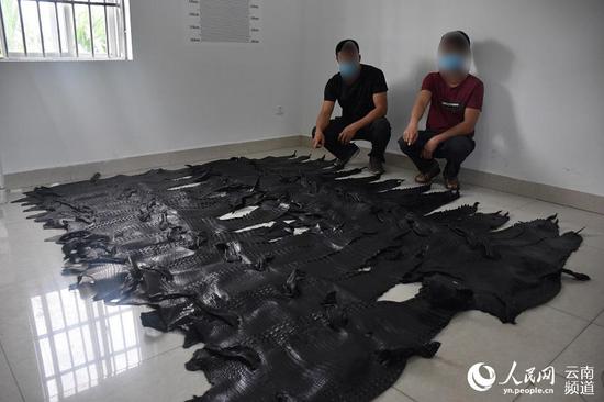 云南:1213张鳄鱼皮被查获 铺满篮球场