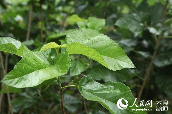 恩永村旧寨种植的桑树(人民网 刘怡 摄)
