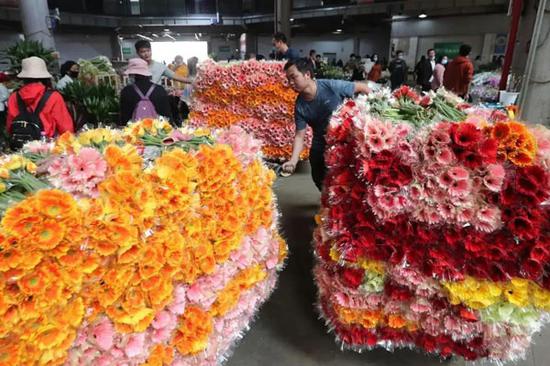 在斗南花卉大卖场,花农正在整理上市交易的非洲菊。杨峥 摄