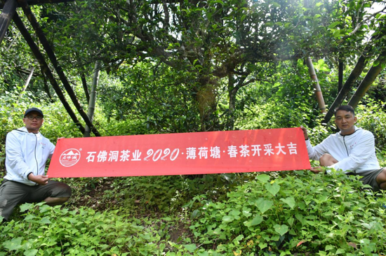 石佛洞普洱茶茶叶基地