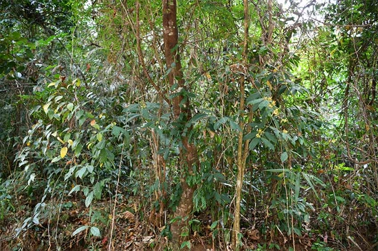 盈江斑果藤,属藤本植物,爬附于其他树之上。申健勇摄