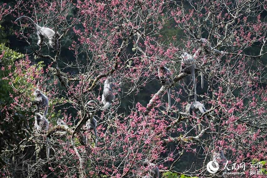 一群灰叶猴在享受鲜花大餐。景东县融媒体中心供图