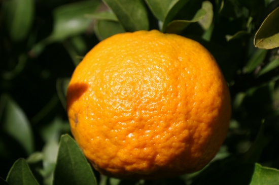 丙麻乡：橘满枝头  甜在心间
