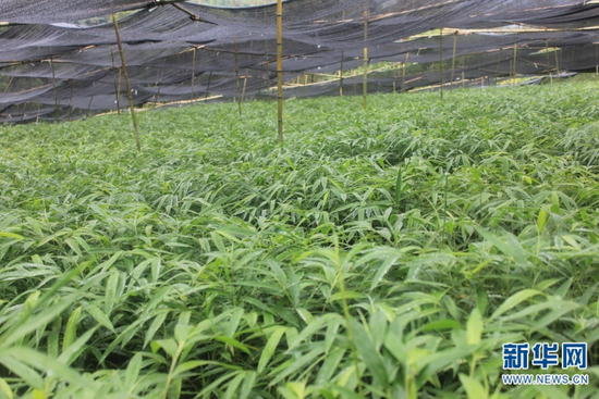大关县筇竹容器育苗技术示范基地(供图)
