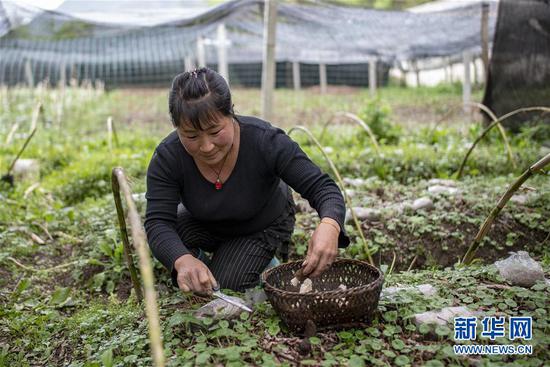 独龙江乡迪政当村村民在收获羊肚菌(4月18日摄)