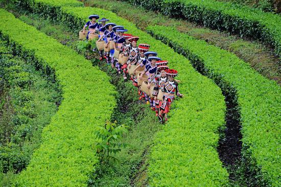 茶 吴再忠摄影