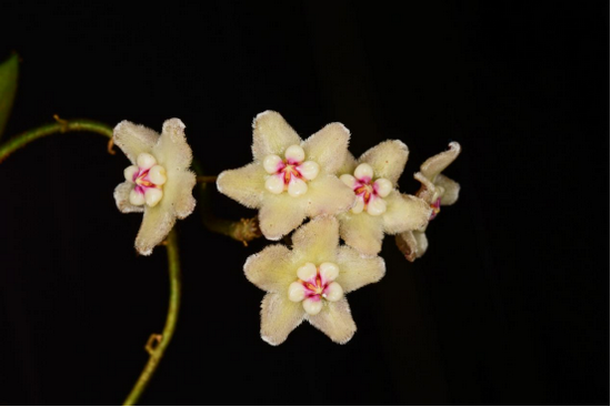 香花球兰(赵明旭/摄)