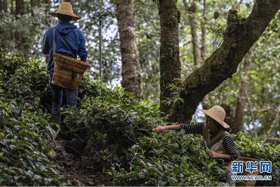 茶农在怒江傈僳族自治州福贡县匹河乡老姆登村生态茶山采茶(9月16日摄)。新华社记者 江文耀 摄