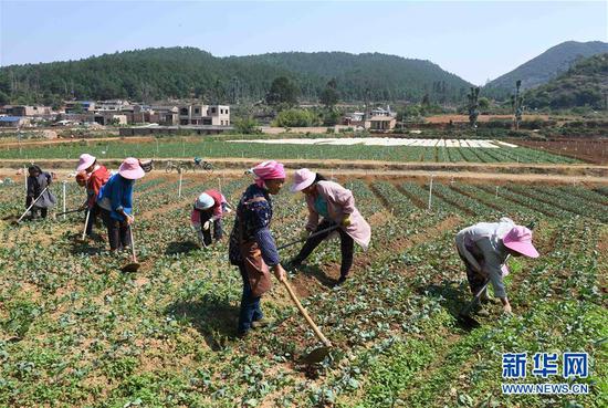4月24日,云南砚山县者腊乡夸溪村的农民在蔬菜种植基地除草。