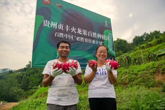 秦万钟、卢大敏夫妇开心地迎接火龙果丰收季