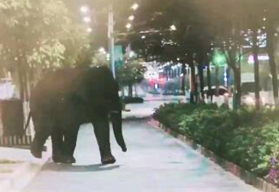 网络视频截图