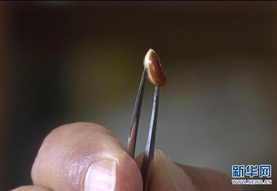 这是5月19日拍摄的云南高黎贡山国家级自然保护区保山段发现的滇桐种子。 新华社发(陈晓丹摄)
