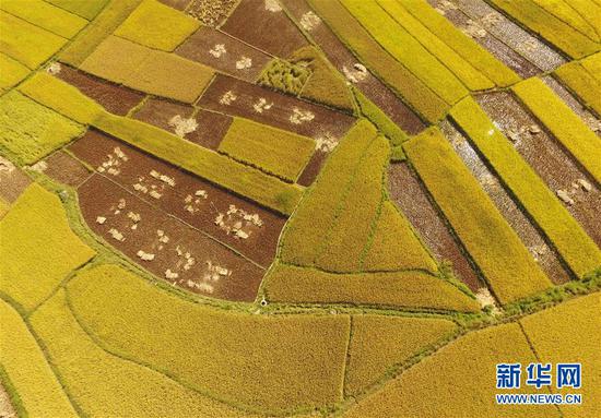 这是广南县八宝镇坝龙村的稻田景色(9月20日无人机拍摄)。