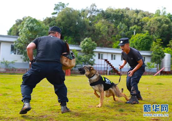 训导员带警犬进行扑咬训练。(新华网 罗春明 摄)