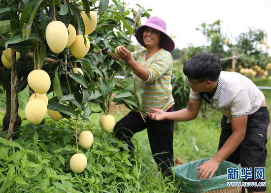 果农在采摘芒果