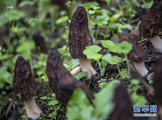 独龙江乡迪政当村村民在收获羊肚菌(4月18日摄)。