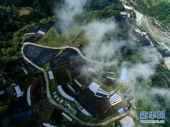 这是独龙江乡种植羊肚菌的农田(4月18日无人机拍摄)。