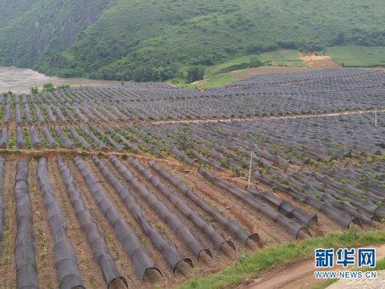 百花中药材种植基地