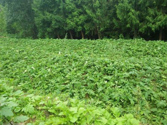 中草药种植助农增收