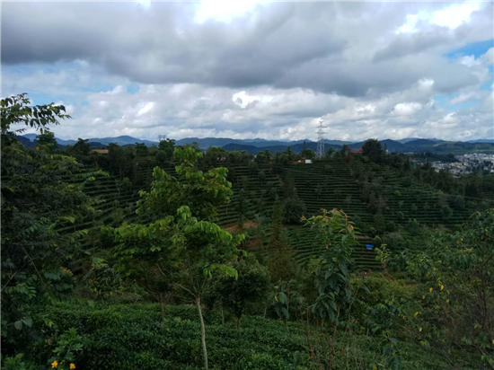 普洱市思茅区有机茶山