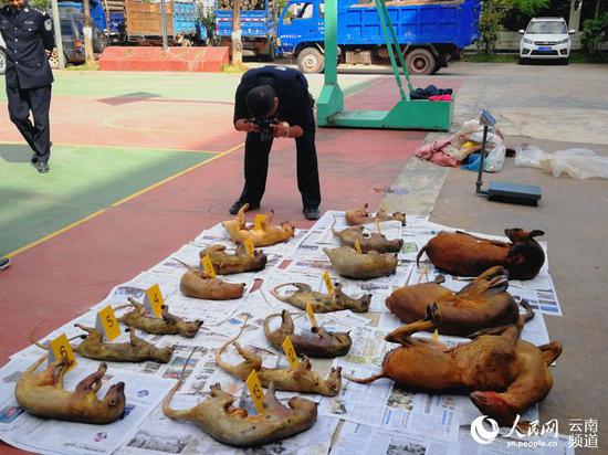 民警清点查获的野生动物死体。摄影:郭丽娟