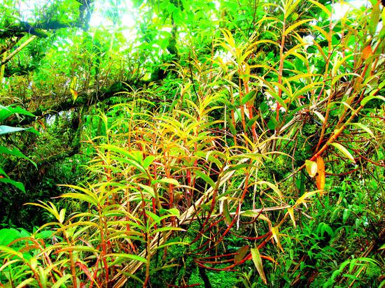石斛集约连片种植模式 郁云江 摄