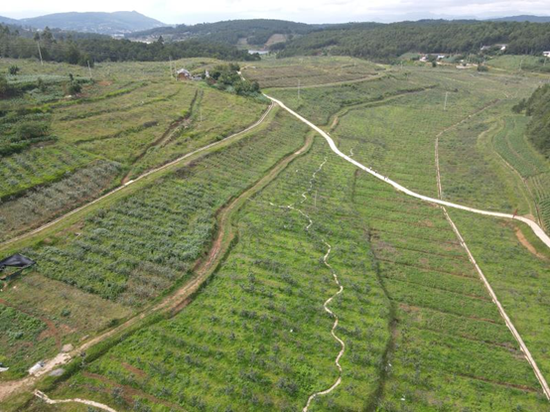 老麦“小精特”苹果园全貌