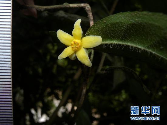 花朵正在绽放的云南管蕊茶。杨世雄 摄