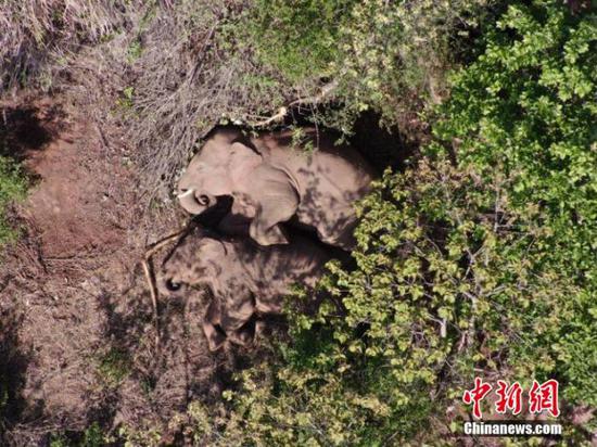 图为监测到的象群 云南省森林消防总队 供图