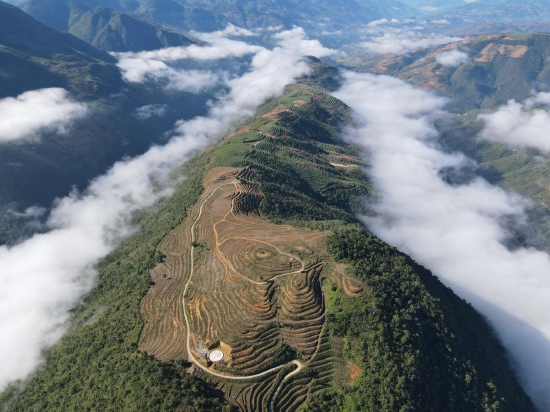 江中山牛油果种植基地