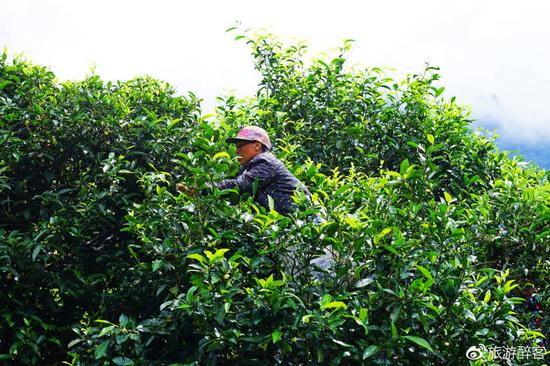 从芯仙茗堂云顶筑巢自驾至临沧冰岛村 风尘仆
