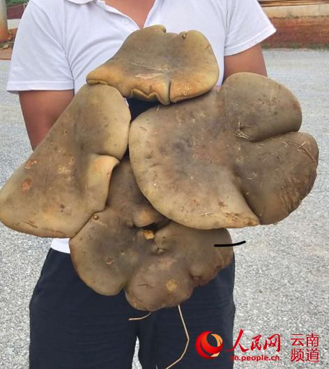 巨型牛肝菌 李宇帆 摄