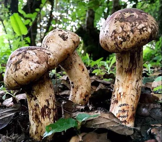 图 / 携程攻略社区 笑看花开花落的人