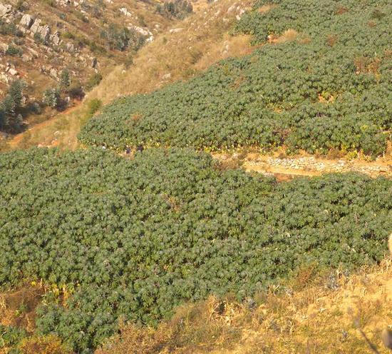 滇蓖2号的山地推广示范