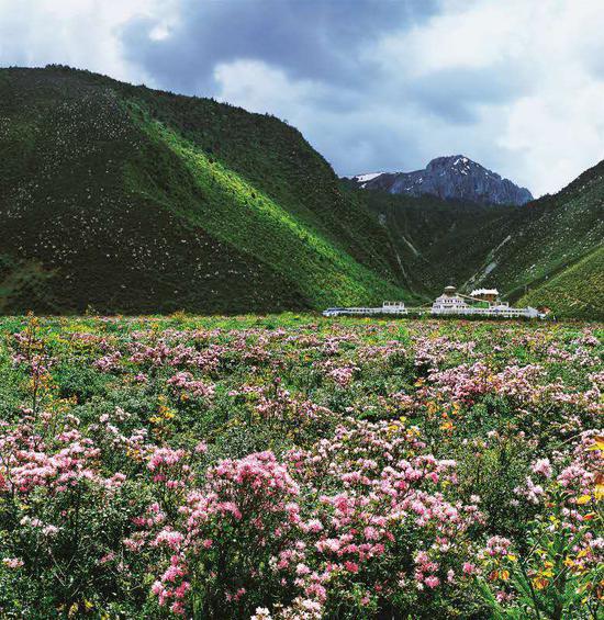 石卡杜鹃